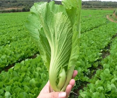 lợi ích của rau cải bẹ