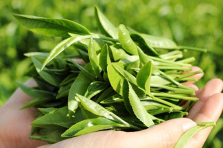 3 loại lá cây trong vườn giúp hỗ trợ trị phụ khoa - Ảnh 2 3 loai la cay trong vuon giup ho tro tri phu khoa - Anh 2