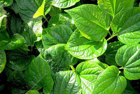 3 loại lá cây trong vườn giúp hỗ trợ trị phụ khoa - Ảnh 3 3 loai la cay trong vuon giup ho tro tri phu khoa - Anh 3