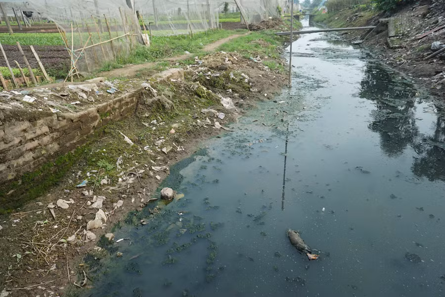 Trong ảnh là khu trồng rau sạch tại phường Linh Nam, quận Hoàng Mai, ngay cạnh là dòng kênh cực kì ô nhiễm với các đường thải từ chợ và nhà dân xả thẳng ra đây, có cả súc vật và gia cầm chết... bốc mùi nặng nề.