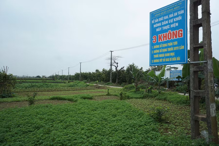 Tại vùng trồng rau quả an toàn thuộc phường Cự Khối, quận Long Biên - Hà Nội, nhiều biển cảnh báo lớn được ghi rõ ràng các loại thuốc cấm sử dụng; 3 không... ngay trên đồng ruộng, trong đó có việc không vứt bao bì thuốc BVTV bừa bãi.