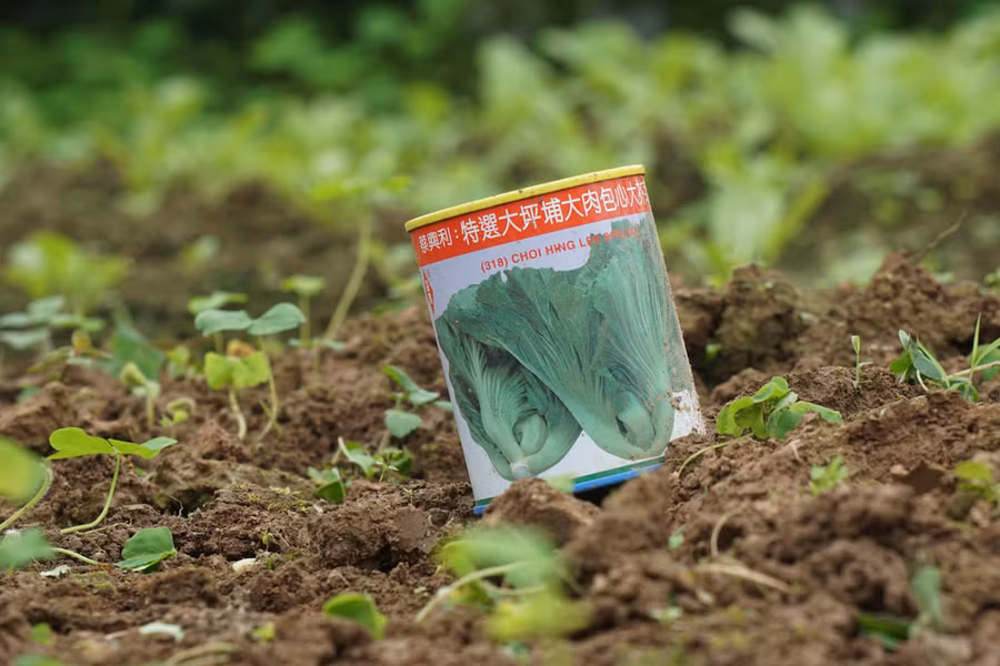 Một vỏ đựng hạt giống nhập ngoại mang tên Tòa Sại (cải dưa).