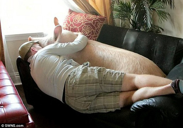 Gặp gỡ Esther cô lợn ‘khủng nhất quả đất’