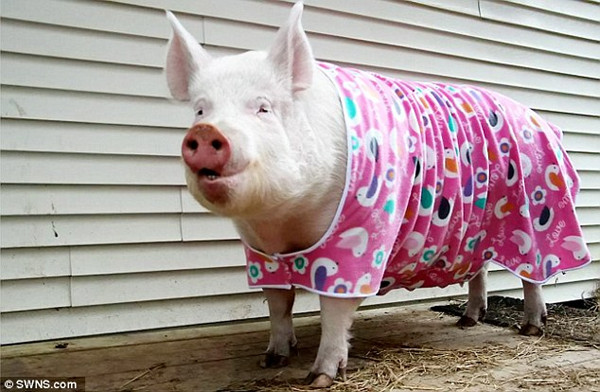 Gặp gỡ Esther cô lợn ‘khủng nhất quả đất’