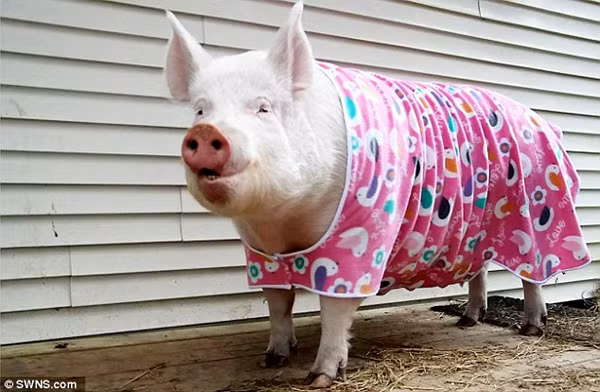 Gặp gỡ Esther cô lợn ‘khủng nhất quả đất’