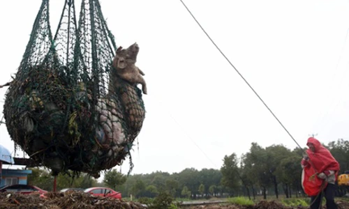 Lợn chết vớt trên sông Hoàng Phố, đoạn qua thành phố Thượng Hải, hồi năm 2013. Ảnh: AP.