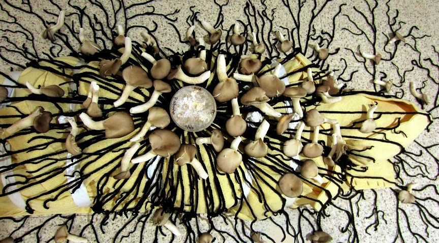 Mushrooms-. Mushrooms-.