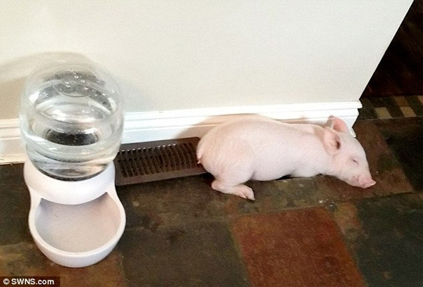 Gặp gỡ Esther cô lợn ‘khủng nhất quả đất’