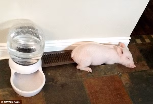 Gặp gỡ Esther cô lợn ‘khủng nhất quả đất’