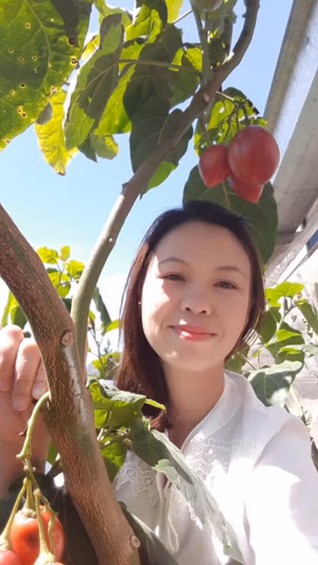 Ky thuat trong cay ca chua la cho nang suat “khung” duoc nguoi lam vuon san don - Anh 3