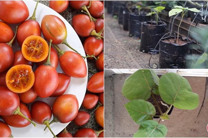 Kỹ thuật trồng cây cà chua lạ cho năng suất “khủng” được người làm vườn săn đón