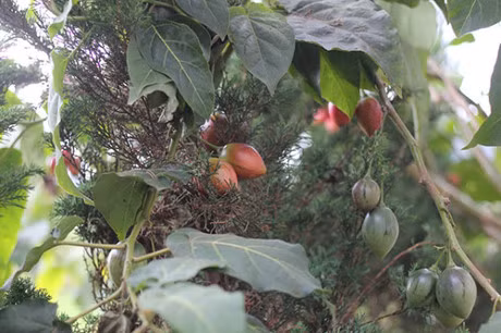 Ky thuat trong cay ca chua la cho nang suat “khung” duoc nguoi lam vuon san don - Anh 7