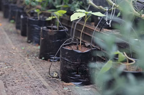 Ky thuat trong cay ca chua la cho nang suat “khung” duoc nguoi lam vuon san don - Anh 4