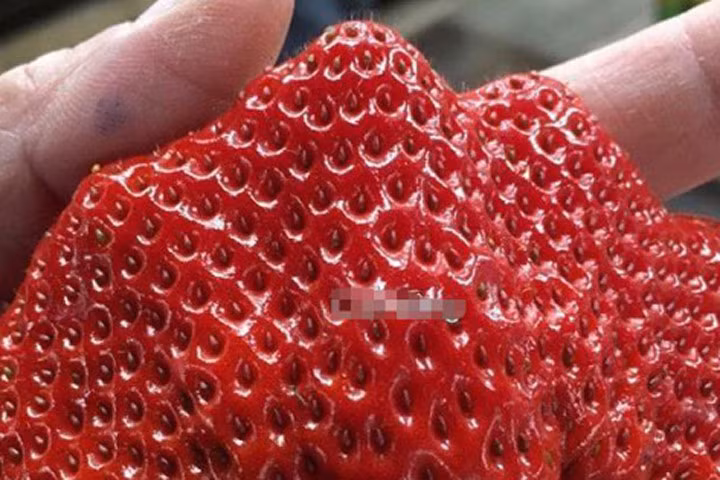 Dâu tây "khổng lồ" 250 nghìn đồng/quả gây "sốt" người dân Hà thành