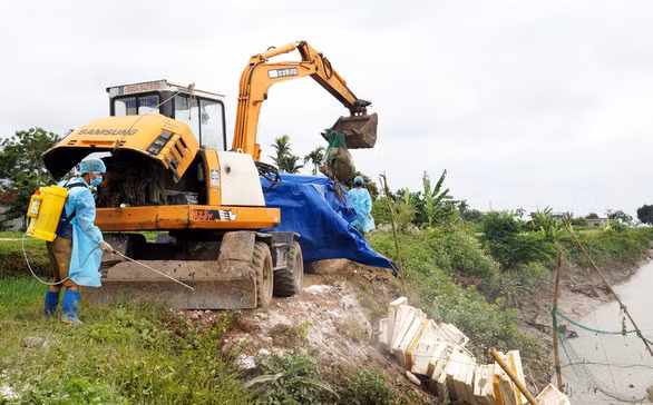 Xác heo chết được thu gom để tiêu độc và tiêu hủy theo quy định - Ảnh: VIỆT HÒA.