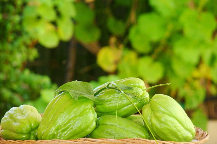 Có bầu 3 tháng nên ăn su su không?