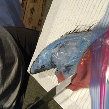 Lớp mỡ phủ quanh móng của lợn cũng có màu xanh. Ảnh: Iflscience 4-2875-1442192469.jpg