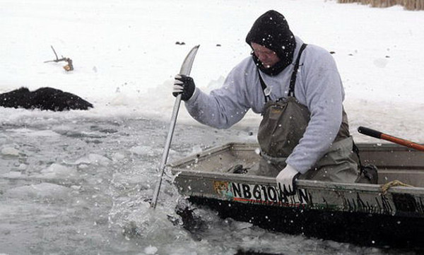 Hơn 100 con bò sữa chết đuối vì đi nhầm vào hồ băng ảnh 2 Hơn 100 con bò sữa chết đuối vì đi nhầm vào hồ băng