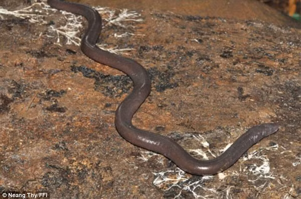 Xuất hiện loài động vật mới thân hình giống như giun đất và dài như rắn 3