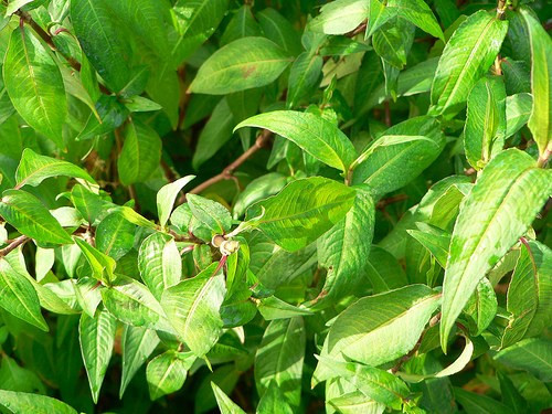 Ăn rau răm thường xuyên, phụ nữ có thể vô kinh