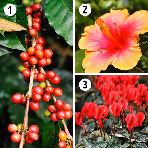 Các loại cây phù hợp trồng trong phòng trẻ em