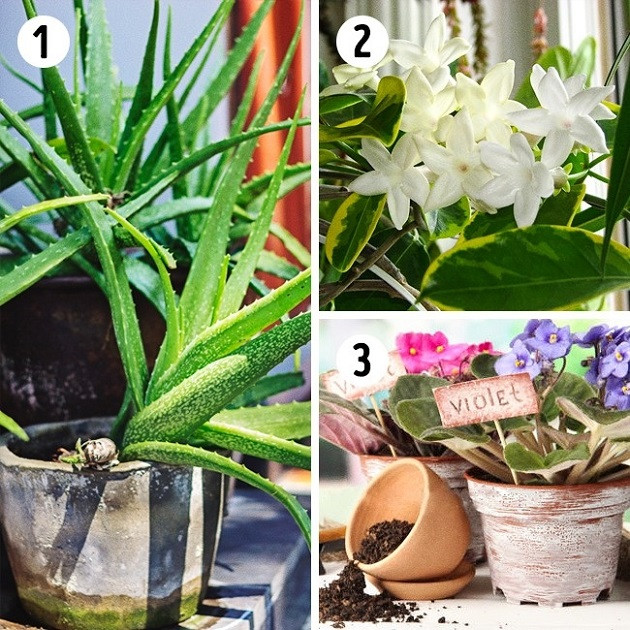 Các loại cây phù hợp trồng trong phòng bếp Các loại cây phù hợp trồng trong phòng bếp
