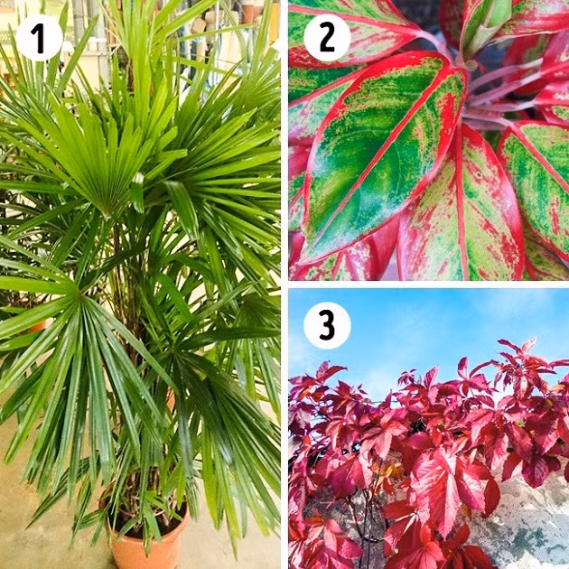 Các loại cây phù hợp trồng trong phòng tắm