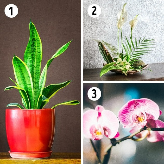 Các loại cây phù hợp trồng trong phòng ngủ Các loại cây phù hợp trồng trong phòng ngủ