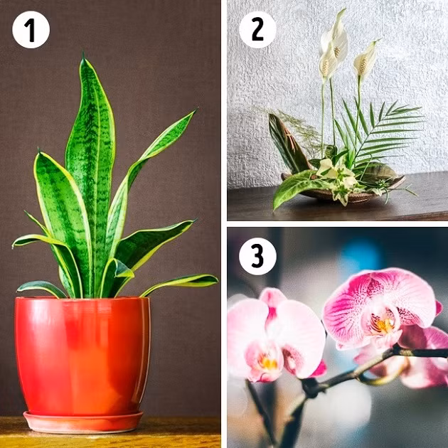 Các loại cây phù hợp trồng trong phòng ngủ