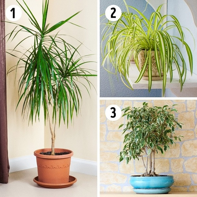 Các loại cây phù hợp trồng trong phòng khách Các loại cây phù hợp trồng trong phòng khách