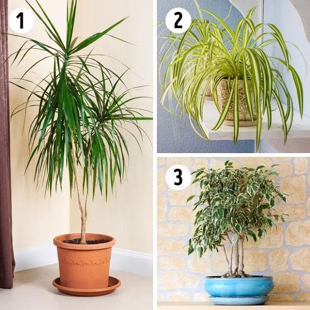 Các loại cây phù hợp trồng trong phòng khách