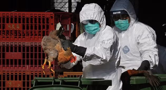 Hàn Quốc phát hiện chủng cúm gia cầm nguy hiểm trước thềm Olympic 