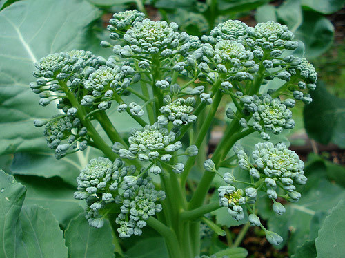 Súp lơ, súp lơ xanh baby, rau sạch, Lâm Đồng, súp-lơ, súp-lơ-xanh-baby, rau-sạch, Lâm-Đồng, Hà-thành Súp lơ, súp lơ xanh baby, rau sạch, Lâm Đồng, súp-lơ, súp-lơ-xanh-baby, rau-sạch, Lâm-Đồng, Hà-thành