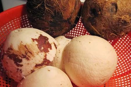 Mẹo tách cùi dừa nguyên quả cực đơn giản