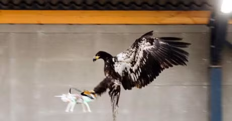 Phap dung dai bang diet thiet bi bay khong nguoi lai - Anh 2