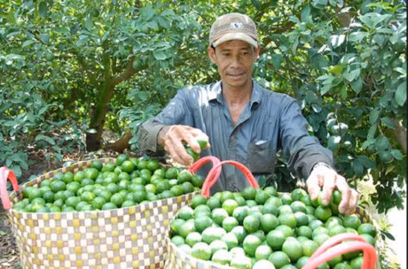 Ky thuat trong chanh tu quy ra nhieu qua - Anh 4