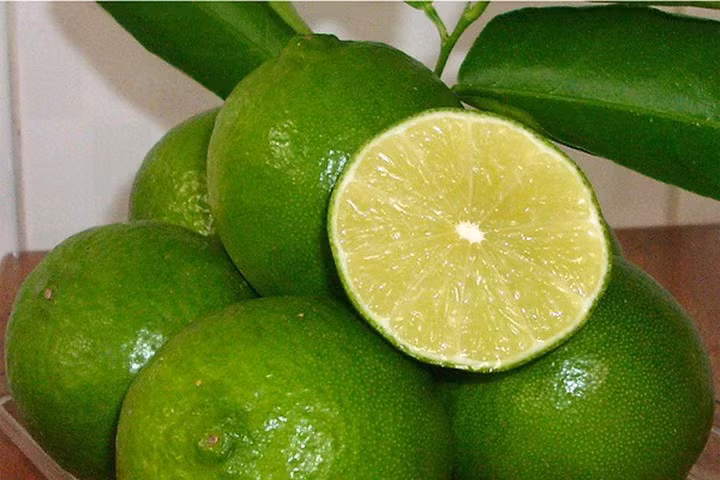 Kỹ thuật trồng chanh tứ quý ra nhiều quả