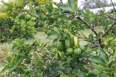 Ky thuat trong chanh tu quy ra nhieu qua - Anh 3