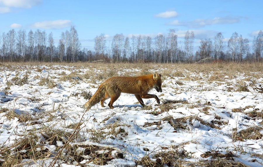 Vén màn bí mật giúp động vật sống sót sau thảm họa Chernobyl