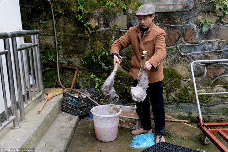 Chủ vườn thú bị chỉ trích vì cho các loài động vật ăn thịt nhau - Ảnh 1 Chu vuon thu bi chi trich vi cho cac loai dong vat an thit nhau - Anh 1