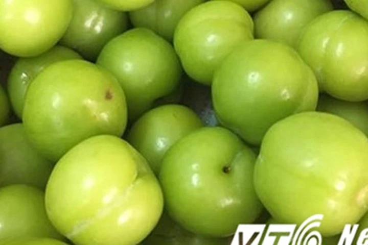 Mận, mơ, nhót đầu mùa giá 150.000 đồng/kg, người mua bị hớ nặng