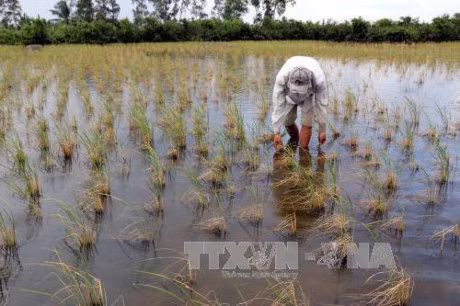 El Nino quay tro lai, mua he nam nay se nang nong - Anh 1