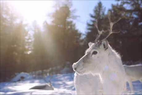 Vuot qua cai lanh -35 do, chang trai den bo lac tuan loc cuoi cung - Anh 15