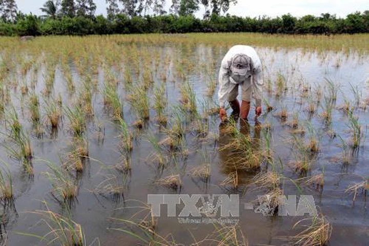 El Nino quay trở lại, mùa hè năm nay sẽ nắng nóng