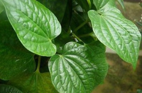Sau sinh ăn lá lốt được không? - Ảnh 1 Sau sinh an la lot duoc khong? - Anh 1