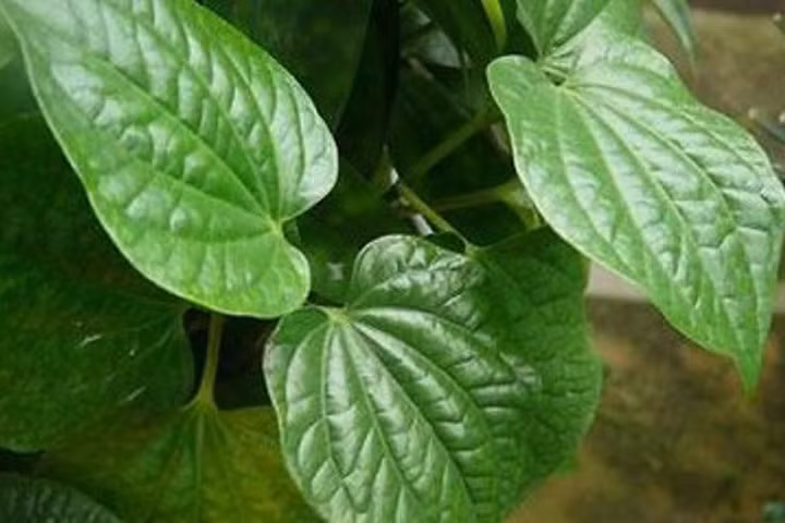 Sau sinh ăn lá lốt được không?