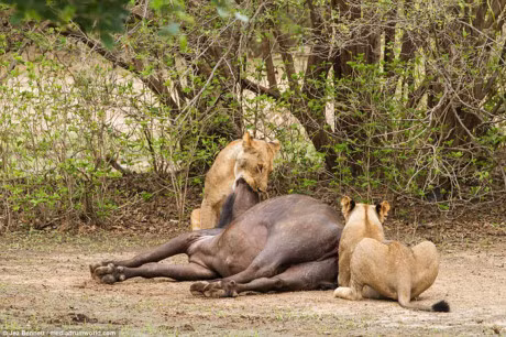 Trau me mang bau chet tham duoi nanh vuot cua dan su tu - Anh 7