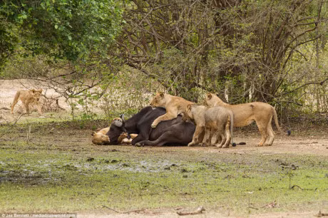 Trau me mang bau chet tham duoi nanh vuot cua dan su tu - Anh 3