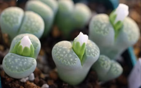 Ky thuat trong cay hoa sen da cuc chuan lam qua tang ngay Valentine - Anh 2