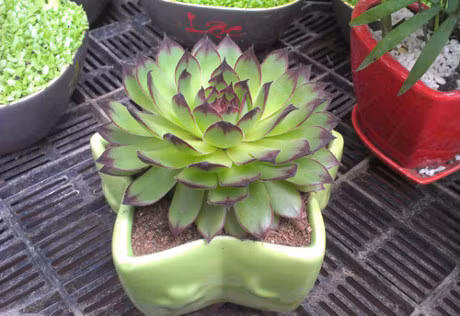 Ky thuat trong cay hoa sen da cuc chuan lam qua tang ngay Valentine - Anh 1